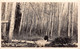 Canada - NIPAWIN, A Preliminary Encounter On The Frontiers, Pig In The Forest . Real Photo, 1936 - Other & Unclassified