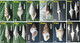 S05057 China Phone Cards Shell 77pcs - Peces