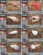 Delcampe - S05088 China Phone Cards Shell 80pcs - Fish