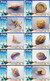 Delcampe - S05088 China Phone Cards Shell 80pcs - Fish