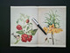 Maria Sibylla Merian: Leningrader Aquarelle, Reproduktion, 4 Motive, 8 Seiten, Leporello - Lithographies