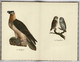 Delcampe - 1937 Série: "Le Petit Livre " Les Oiseaux De Proie. Das Kleine Buch Der Greise. 40 Pages 12/19 Cm TBE - Libros Antiguos Y De Colección