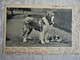 CPA Chienne St Bernard Et Son Chiot - M.H. Bayerle, München - 1902 - DND - Dogs