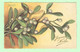 K1119 - Illustration Signée CHIOSTRI - Fleur, Flower - Chiostri, Carlo