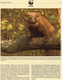 Delcampe - Naturschutz Marder 1992 Set 128 Irland 798/1 4FDC 6€ Dokumentation Edelmarder WWF Wild-life Fauna Pine Marten Cards EIRE - FDC