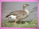 Bird - Wild Goose - Wilde Gans - OIE Sauvage - Anser Fabalis - Ca 1980s Unused - Birds