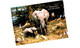 Delcampe - Lot   - Thème - Animaux -  éléphant -   Environ 90 Cartes - 5 - 99 Cartes