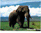 Delcampe - Lot   - Thème - Animaux -  éléphant -   Environ 90 Cartes - 5 - 99 Cartes