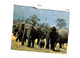 Delcampe - Lot   - Thème - Animaux -  éléphant -   Environ 90 Cartes - 5 - 99 Cartes