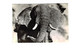 Delcampe - Lot   - Thème - Animaux -  éléphant -   Environ 90 Cartes - 5 - 99 Cartes