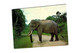 Delcampe - Lot   - Thème - Animaux -  éléphant -   Environ 90 Cartes - 5 - 99 Cartes