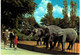 Delcampe - Lot   - Thème - Animaux -  éléphant -   Environ 90 Cartes - 5 - 99 Cartes