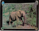 Delcampe - Lot   - Thème - Animaux -  éléphant -   Environ 90 Cartes - 5 - 99 Cartes