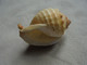 Delcampe - Ancien - Coquillage De Collection - Coquillages