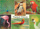CPSM Vogelpark-Walsrode-Oiseaux-Multivues     L625 - Walsrode