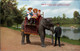 ! Ansichtskarte Indian Elephant, Elefant, New York Zoo - Sonstige & Ohne Zuordnung