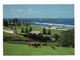Australie: Norfolk Island, South Pacific, View Of Kingston, Vaches (21-78) - Otros & Sin Clasificación