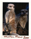 (QQ 46) Australia - Dubbo Western Plain Zoo - Meerkat -  17 X 12 Cm - Dubbo
