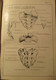 Delcampe - Anatomie Voor Kunstenaars - Door J. Rykse - 1913 - Dessins