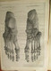 Delcampe - Anatomie Voor Kunstenaars - Door J. Rykse - 1913 - Dessins