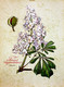 Delcampe - St.357 - FIORI - 12 Bellissime Stampe Su Cartoncino Tratte Da Un Calendario Tedesco Del 1981 - - Sonstige & Ohne Zuordnung