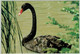 Australien / Australia, Ganzsachen-Karte Schwarzer Schwan / Black Swan - Cygnes