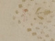 Timbre Collection N° Yvert 33 Oblitération Ancre Léger Pli Horizontal Petite Tâche Au Verso Sinon TB - 1863-1870 Napoleon III Gelauwerd