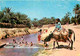 Animaux - Anes - Tunisie - Tozeur - Les Oasis - CPM - Voir Scans Recto-Verso - Asino