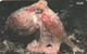 ISLE OF MAN. Curled Octopus. 2000-01. 20000 Ex. IM-TEL-0154. (023). - [ 6] Isle Of Man