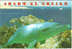 Sharm El Skeikh (Egitto, Egypt) Panoramic View And Dolphin, Vue Panoramique Et Dauphin - Sharm El Sheikh