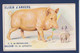 CPA Cochon Pig éléphant Publicité Publicitaire Anvers Belgique Voir Dos - Maiali