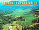 (Booklet 135 - 14-6-2021) Australia - QLD - Nerada Tea Plantation - Great Barrier Reef