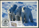 GREENLAND GROENLAND (2019) - Carte Maximum Card ATM - Polar Bear, Der Eisbär, Ours Blanc (Ursus Thalarctos Maritimus) - Cartes-Maximum (CM)