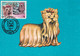 A9032- YORKSHIRE TERRIER, DOG EXHIBITION CLUJ NAPOCA 1992 USED STAMP ON COVER  MAXIMUM CARD ROMANIA - Honden