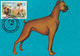 A9033- BOXER, WORLD DOG EXHIBITION CLUJ NAPOCA 1992 USED STAMP ON COVER  MAXIMUM CARD ROMANIA - Honden