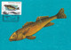 A9034- ROMANICHTHYS VALSANICOLA FISH, PRONATURE CLUJ NAPOCA 1992 USED STAMP ON COVER  MAXIMUM CARD ROMANIA - Vissen