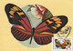 A9045-HELICONIUS MELPOMENE  BUTTERFLY, PRONATURE CLUJ NAPOCA 1992 MAX CARD, USED STAMP  POSTCARD - Vlinders