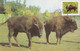 A9047- BISON BONASUS, ZOO BUCHAREST ROMANIA 1962 MAX CARD, USED STAMP  POSTCARD - Andere & Zonder Classificatie