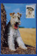 B101  AUSTRALIA  BELLE  CARTE 1991 PAR AVION VICTORIA POUR  SEVRES FRANCE+ CHIEN +AFFRANCHISSEMENT INTERESSANT - Covers & Documents