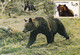 A9053- URSUS ARCTOS, BROWN BEAR, BAISOARA 1986 MAX CARD ROMANIA  USED STAMP ON BACK - Ours