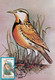 A9054- STURNELLA NEGLECTA, MEADOWLARK BIRD,  PRONATURE 1992 MAX CARD ROMANIA  USED STAMP - Andere & Zonder Classificatie