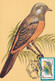 A9059- ORANGE MINIVET BIRD PRONATURE CLUJ NAPOCA 1992 MAX CARD ROMANIA  USED STAMP - Andere & Zonder Classificatie