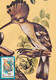 A9062- UPUPA EPOPS HOOPOE BIRD PRONATURE CLUJ NAPOCA 1992 MAX CARD ROMANIA  USED STAMP - Andere & Zonder Classificatie