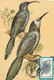 A9065- PHOENICULUS BOLLEI WHITE HEADED WOOD HOOPOE BIRD PRONATURE CLUJ NAPOCA 1992 ROMANIA MAXIMUM CARD USED STAMP - Andere & Zonder Classificatie