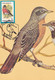 A9068- TURDUS MIGRATORIUS AMERICAN ROBIN BIRD PRONATURE CLUJ NAPOCA 1992 ROMANIA MAXIMUM CARD USED STAMP - Andere & Zonder Classificatie