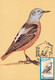 A9071- COMMON ROCK THRUSH BIRD PRONATURE CLUJ NAPOCA 1992 ROMANIA MAXIMUM CARD USED STAMP - Andere & Zonder Classificatie
