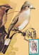 A9077- LONG-TAILED SILKY-FLYCATCHER BIRD PRONATURE CLUJ NAPOCA 1992 ROMANIA MAXIMUM CARD USED STAMP - Andere & Zonder Classificatie