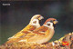 BIRDS- SPARROWS - PPC- GLOSSY PRINT - INDIA POST-OFFICIAL ISSUE- MNH- SCARCE-NMC-203 - Sparrows