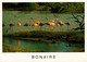 CPM AK Flamingo BONAIRE (750242) - Bonaire