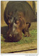 HIPPOPOTAMUS Amphibius,  Hippo,  Flusspferd - Flusspferde